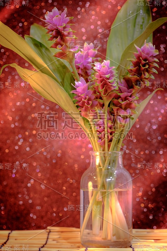 花瓶中粉红色暹罗郁金香或姜黄无梗花的粉红色花，背景为淡粉色散斑。在泰国，当它进入雨季时，它是一种美丽