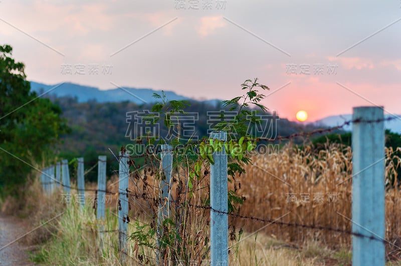 旧铁丝网栅栏和牧场