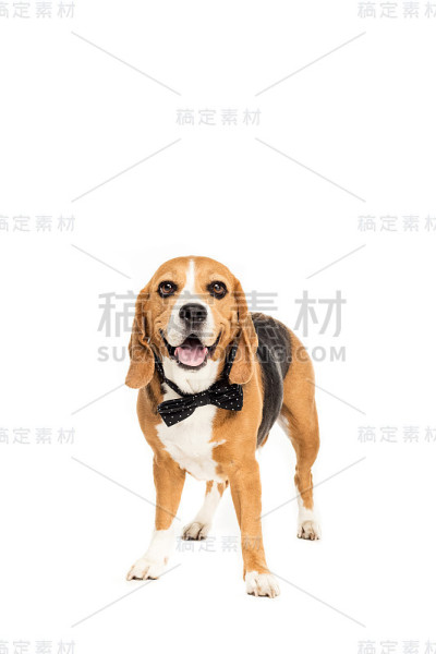 可爱的比格犬站在领结，孤立的白色