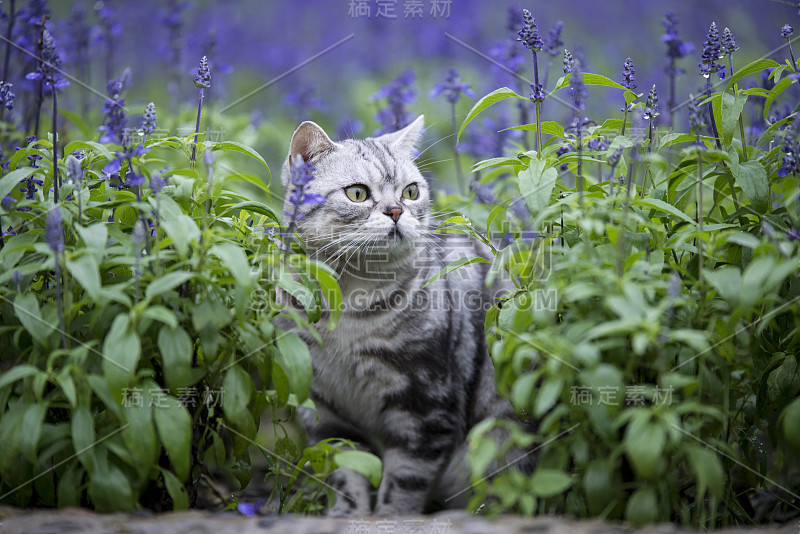 猫薰衣草花