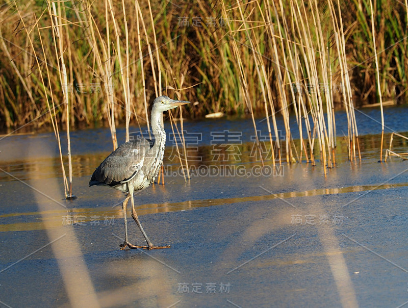 灰云加冰