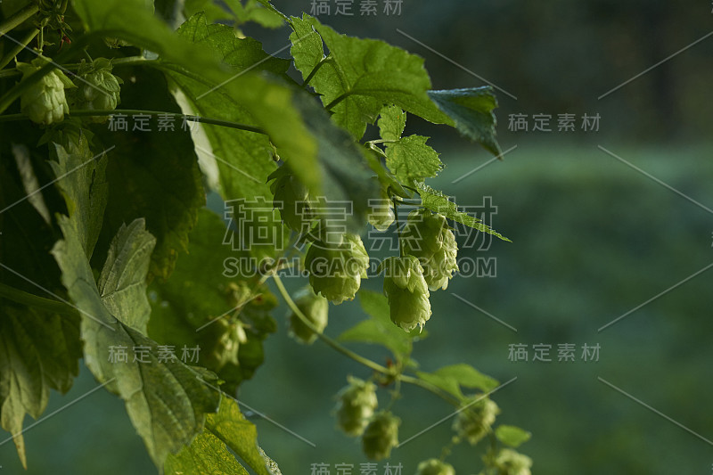 啤酒花(青草)在种植园里