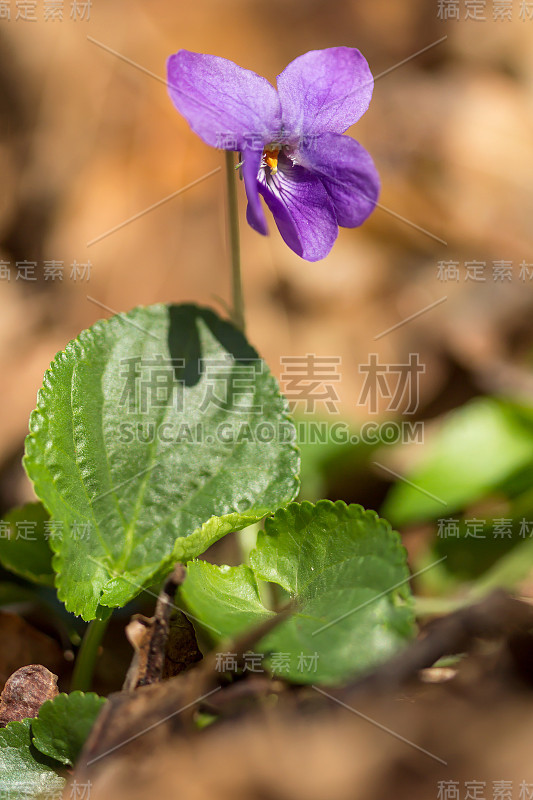 木紫罗兰(Viola odorata)或甜紫罗兰，英国紫罗兰，原产于欧洲的普通或花园紫罗兰，多年生草