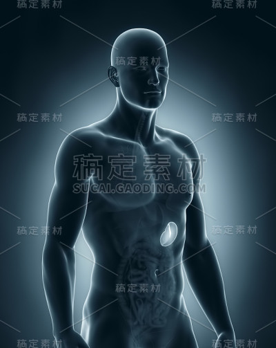 人脾解剖学