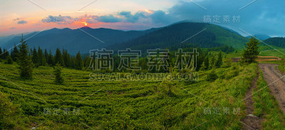 在覆盖着越桔的绿色斜坡上，云杉树的全景