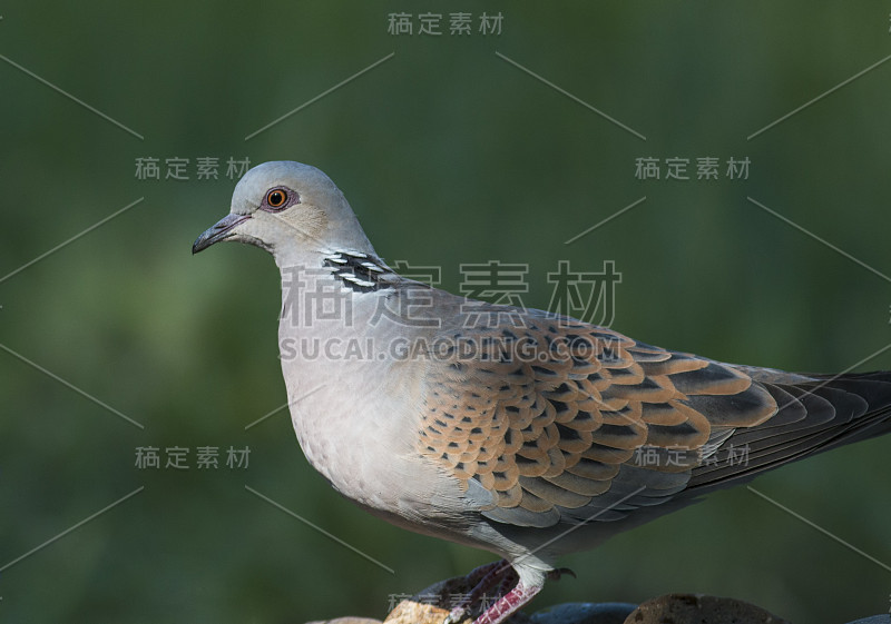 乌龟鸽子(链球菌)