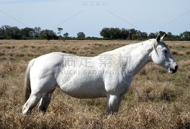 白马(Equus ferus caballus)