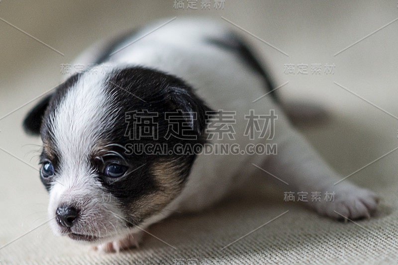 吉娃娃犬的新生幼犬。特写，选择性聚焦。