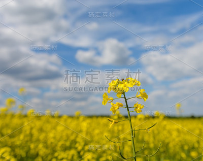 蓝天下黄油菜田