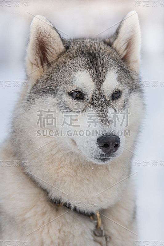 美丽的西伯利亚爱斯基摩雪橇参加狗拉雪橇比赛的肖像