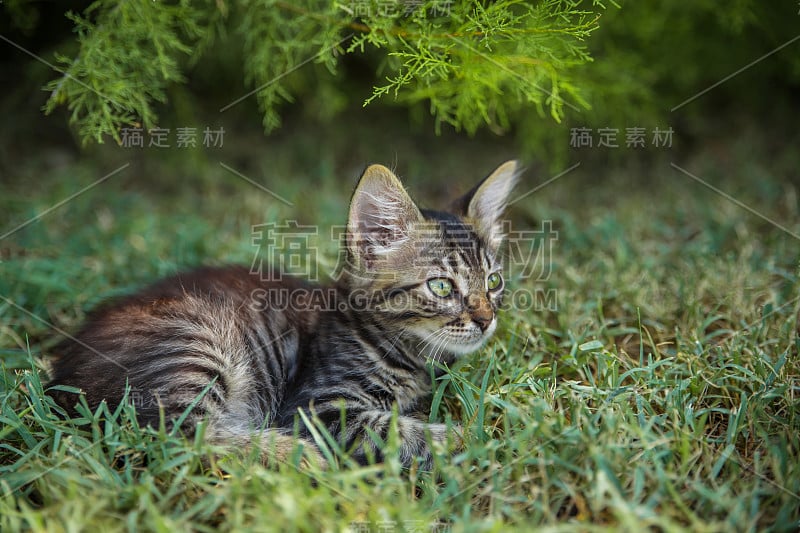 一只无家可归的斑猫躺在草地上