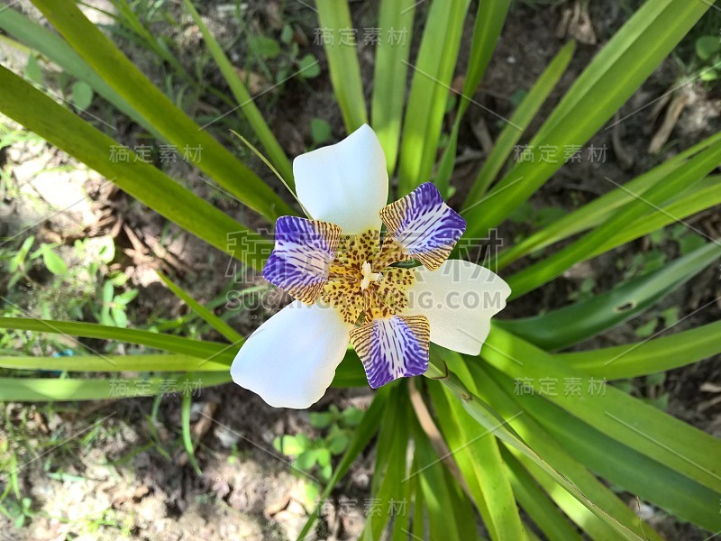 巴西新马利卡假丝酵母花在花园里