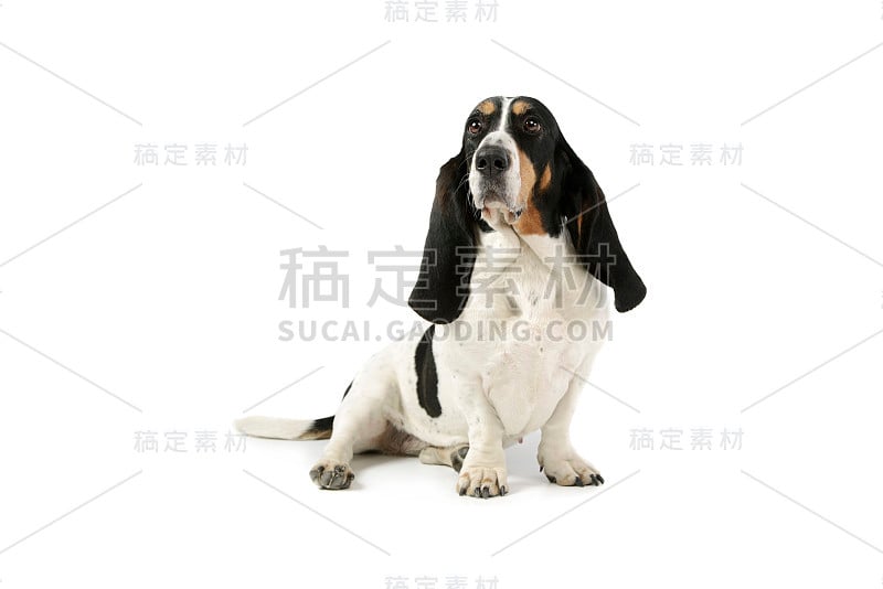 工作室拍摄的可爱的巴吉度猎犬