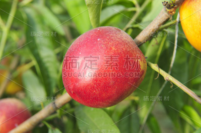 成熟的桃子挂在树上