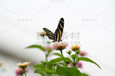 蝴蝶