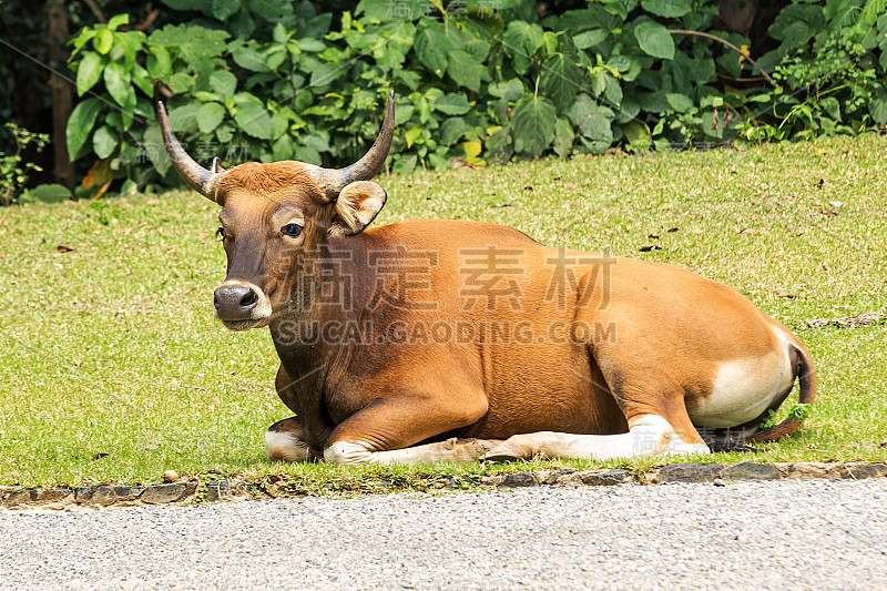 野生牛