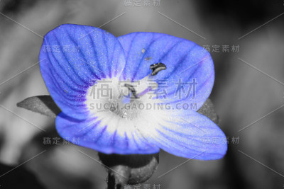 Speedwell花盛开
