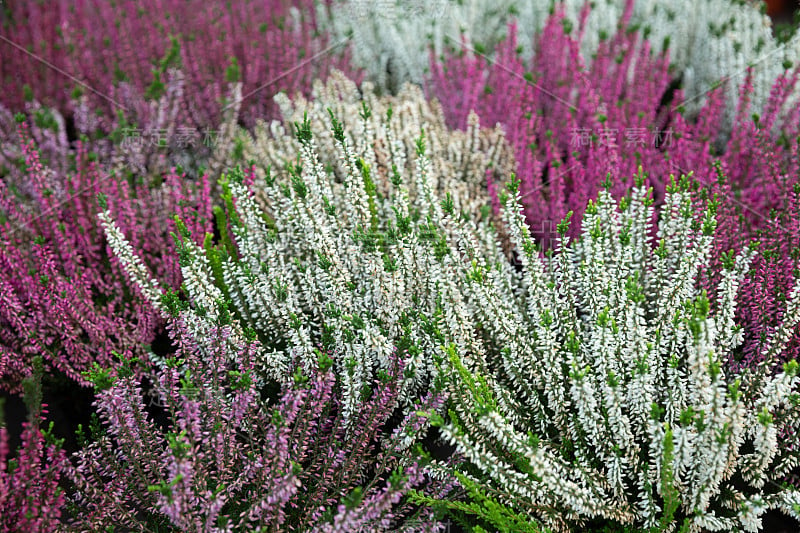 温室里石南花的开花