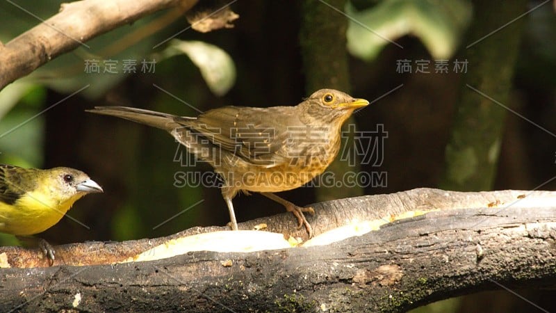 厄瓜多尔画眉鸟栖息在树枝上