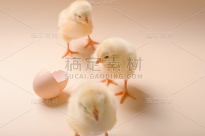 这是三只刚出生的毛绒绒的雏鸡在蛋壳旁边的图片。