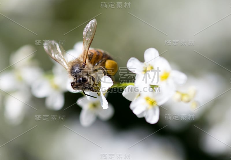 蜜蜂在自然界的小白花上