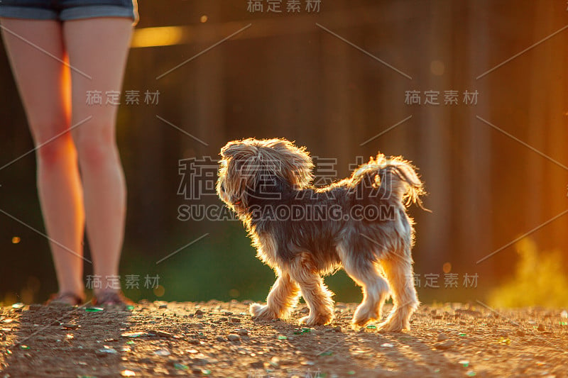 约克夏犬在夕阳的背光下抬头看。户外的小可爱狗的简介。等待奖赏的狗。