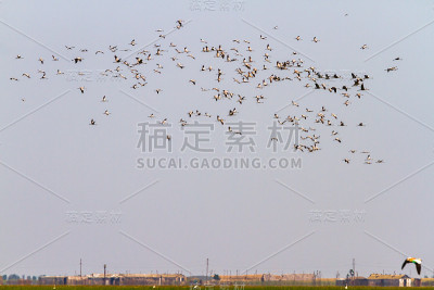 一大群鹳飞了起来