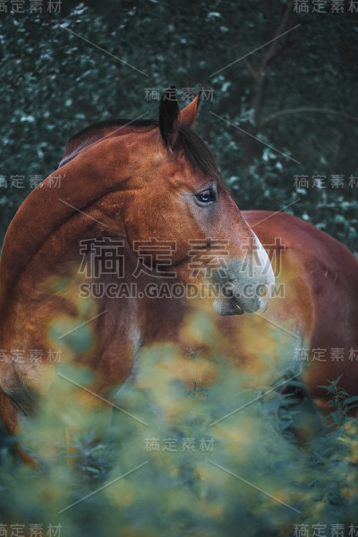 红马在花园里