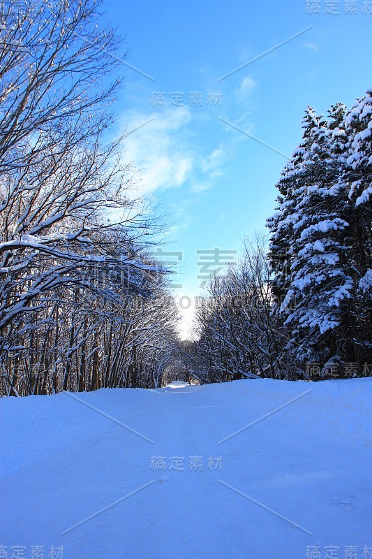 札幌冬季原始森林