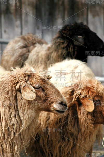 长头发的羊