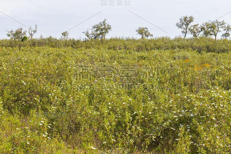 在圣地亚哥的塞科河谷，软木树林和埃斯特瓦花小径