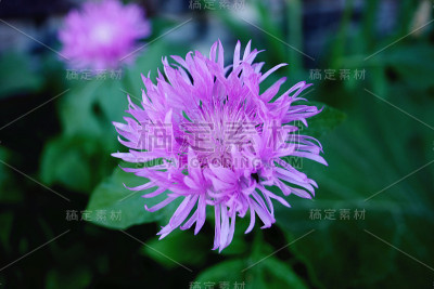 矢车菊