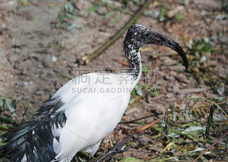 非洲圣鹮(Threskiornis aethopicus)