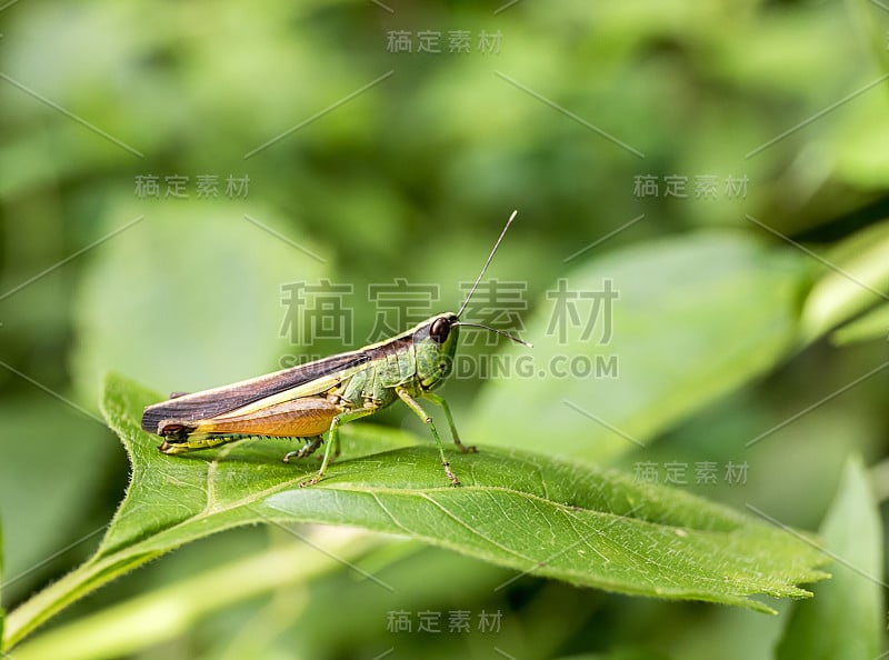 森林里绿叶上的蚱蜢