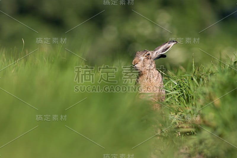 欧洲棕色野兔，欧洲兔