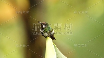 绿色thorntail