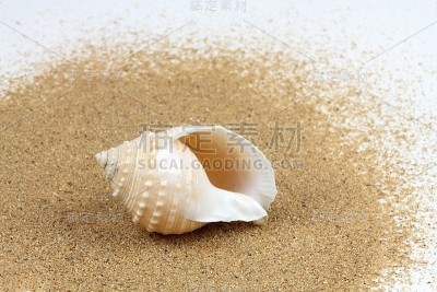 沙中的海贝
