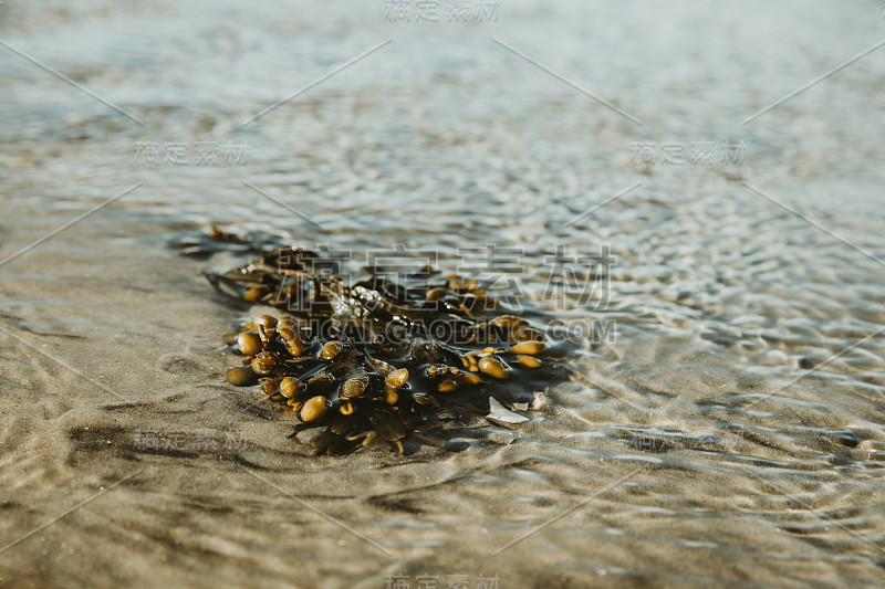 阳光明媚的日子里，北海海岸丹麦Rømø岛沙滩上被冲上来的绿藻，海浪的背景