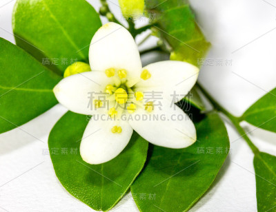 穆雷亚恐慌