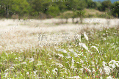 芒草领域
