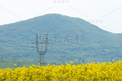 油菜，高电压