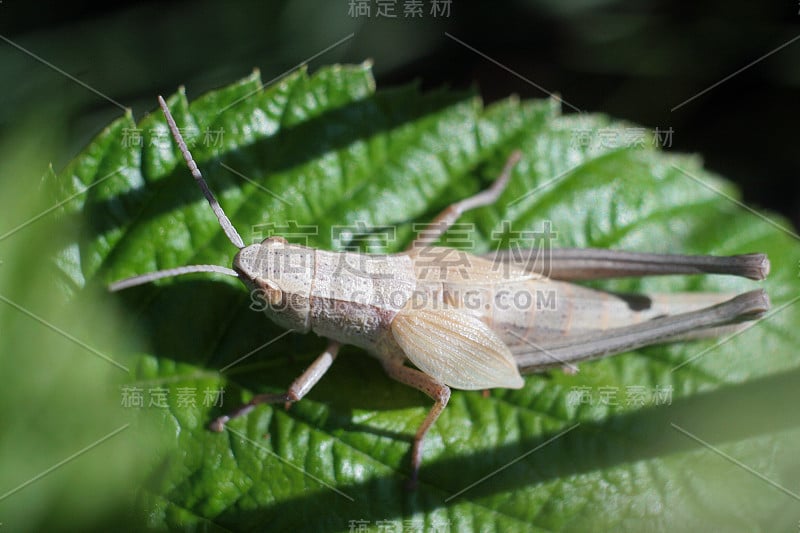 蚱蜢在一片草叶上靠近