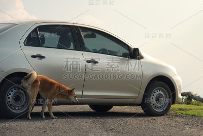 狗在车上撒尿