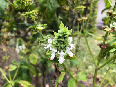 白罗勒花