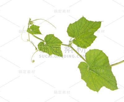 在白色背景上孤立的藤