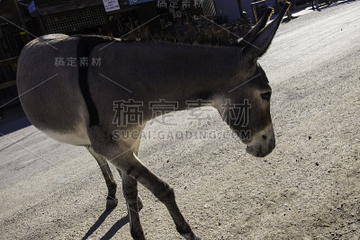 Oatman Burro