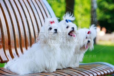可爱的马耳他狗