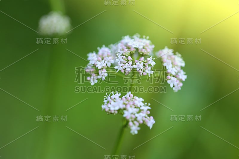 缬草officinalis。治疗药草和鲜花。缬草花特写在绿色模糊的背景。