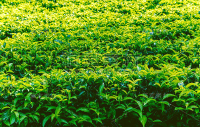 绿茶种植园景观