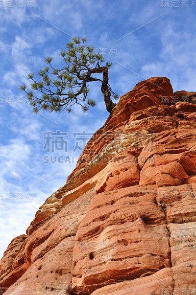 锡安砂岩上生长的松树
